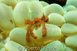 Orangutans Crab in Puerto Galera by Alberto D'este 